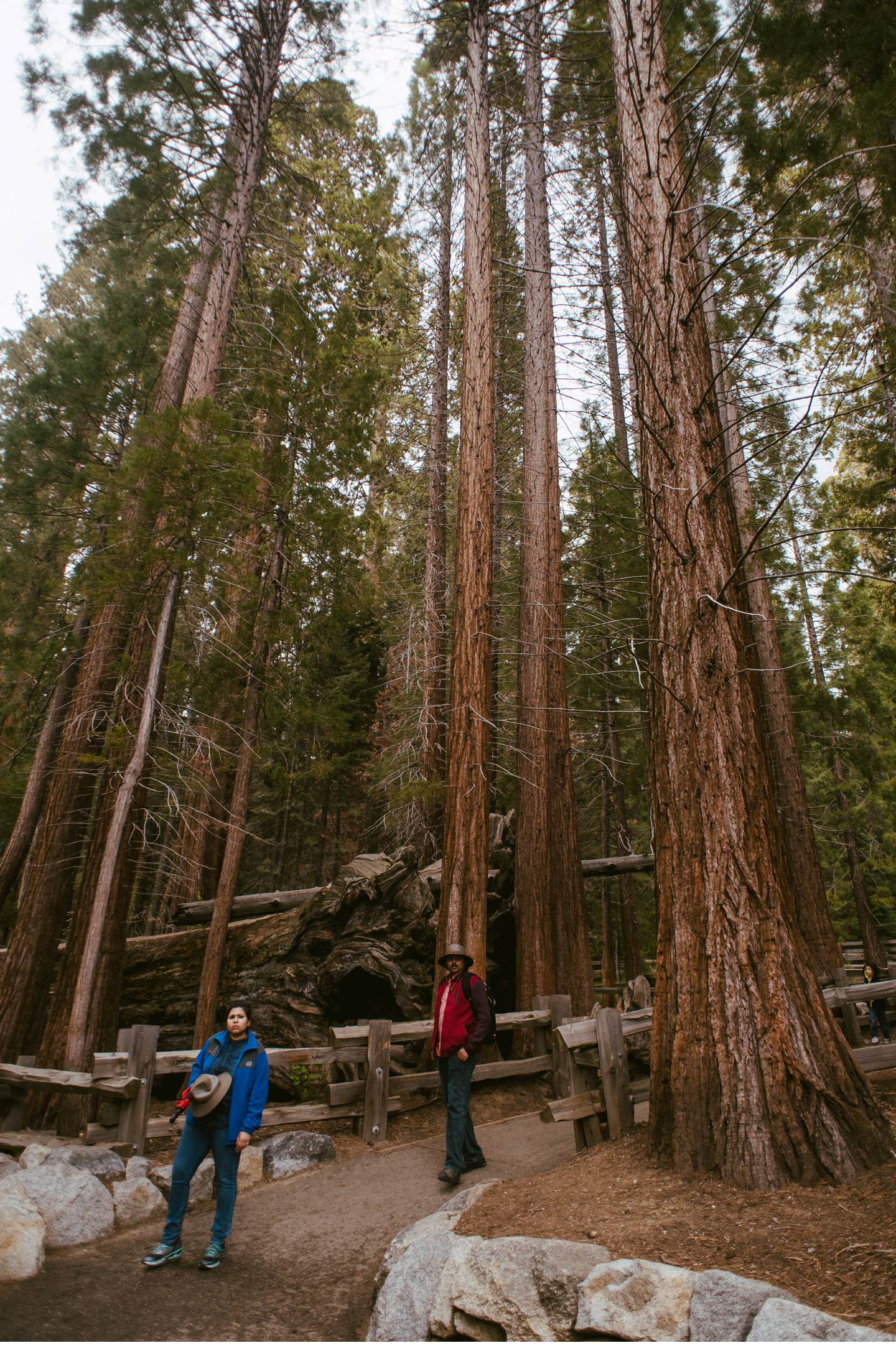 sequia-nationalpark-in-kalifornian-usa-20-von-28